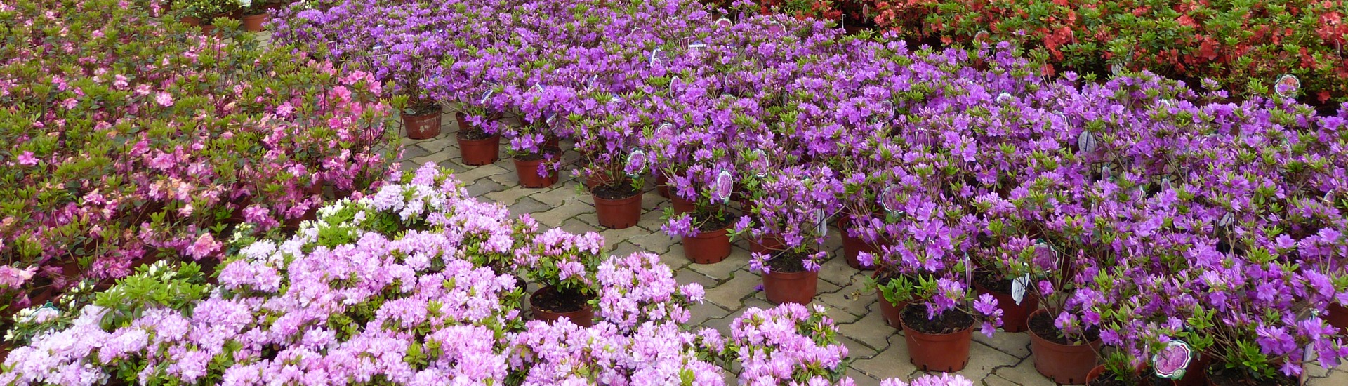 Vivero de plantas de brezo, productor de plántulas de plantas de brezo y azaleas japonesas - Polonia
